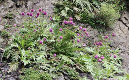 Imagem de Cirsium purpuratum (Maxim.) Matsum.