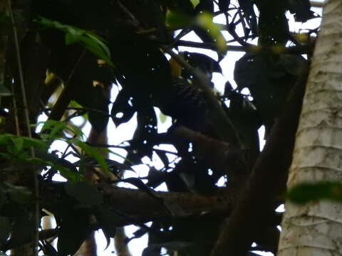 Image of Blond-crested Woodpecker