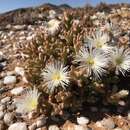 Image of Mesembryanthemum amplectens L. Bol.