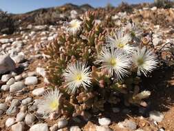 Image of Mesembryanthemum amplectens L. Bol.