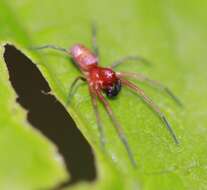 Image of Emblyna sublata (Hentz 1850)