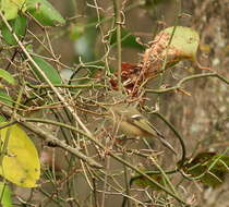 Image of Ruby-crowned Kinglet