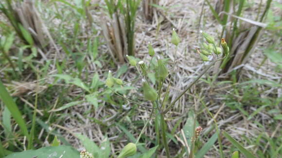 Image of Ixeris polycephala Cass.