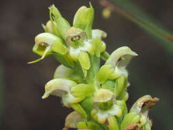 Image of Satyrium microrrhynchum Schltr.