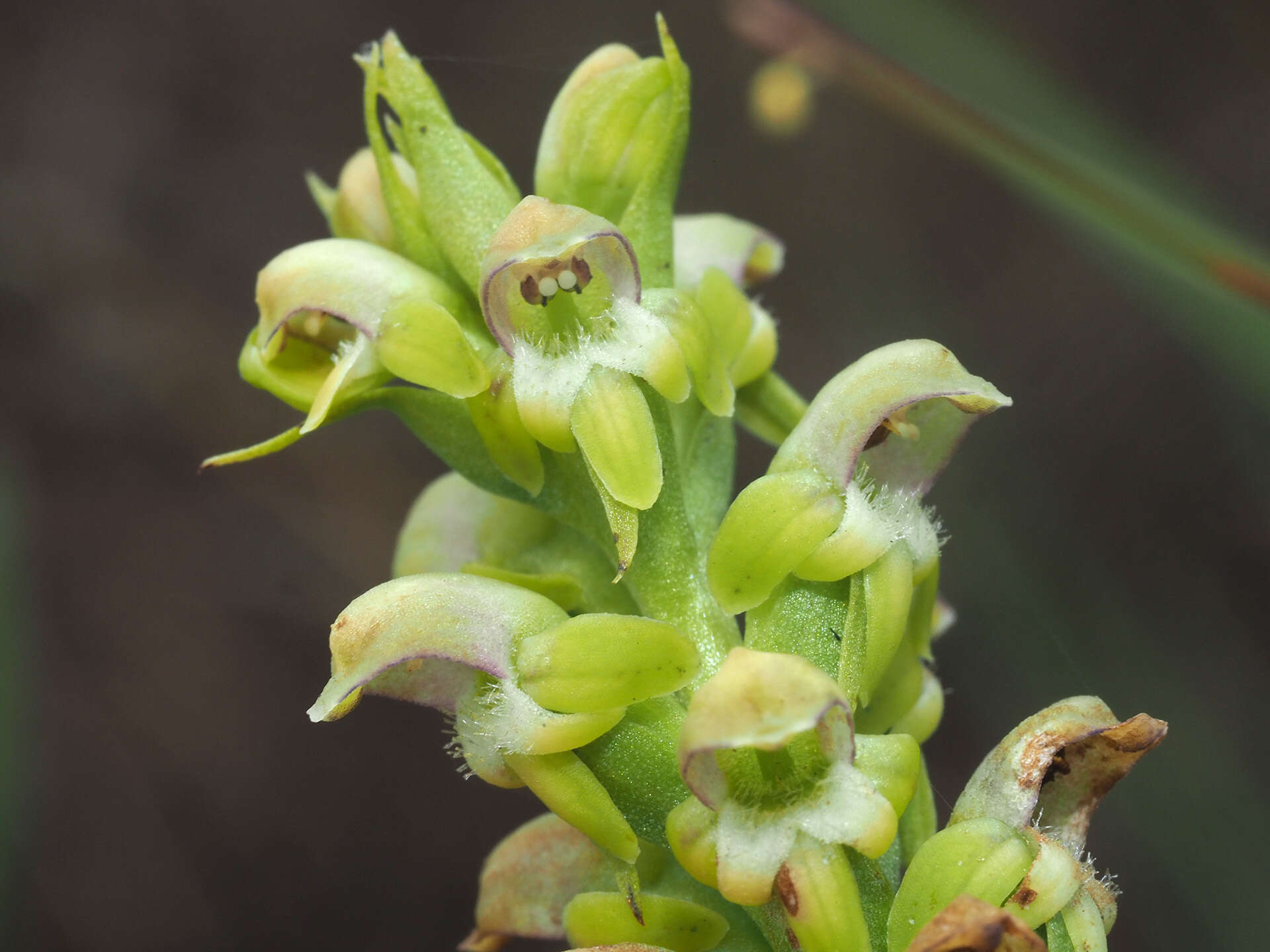 Image of Satyrium microrrhynchum Schltr.