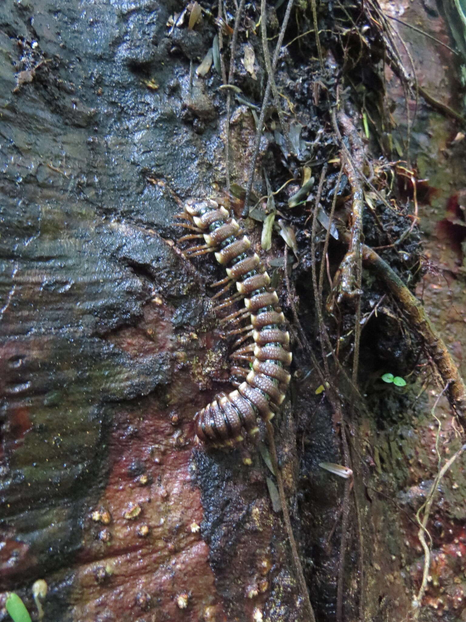 Слика од Amplinus bitumidus (Loomis 1969)