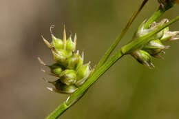 صورة Carex turbinata Liebm.