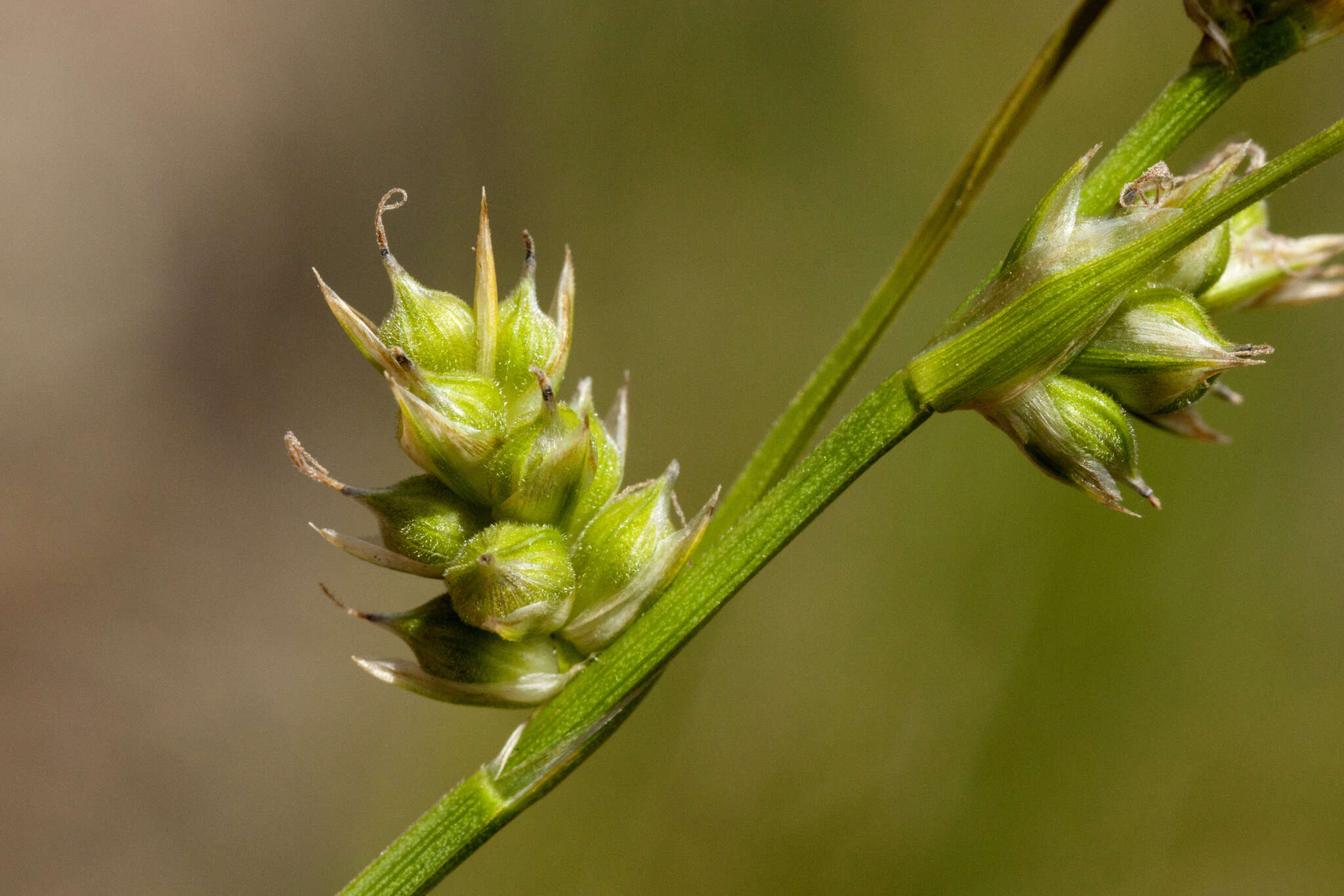 Image of Turban Sedge