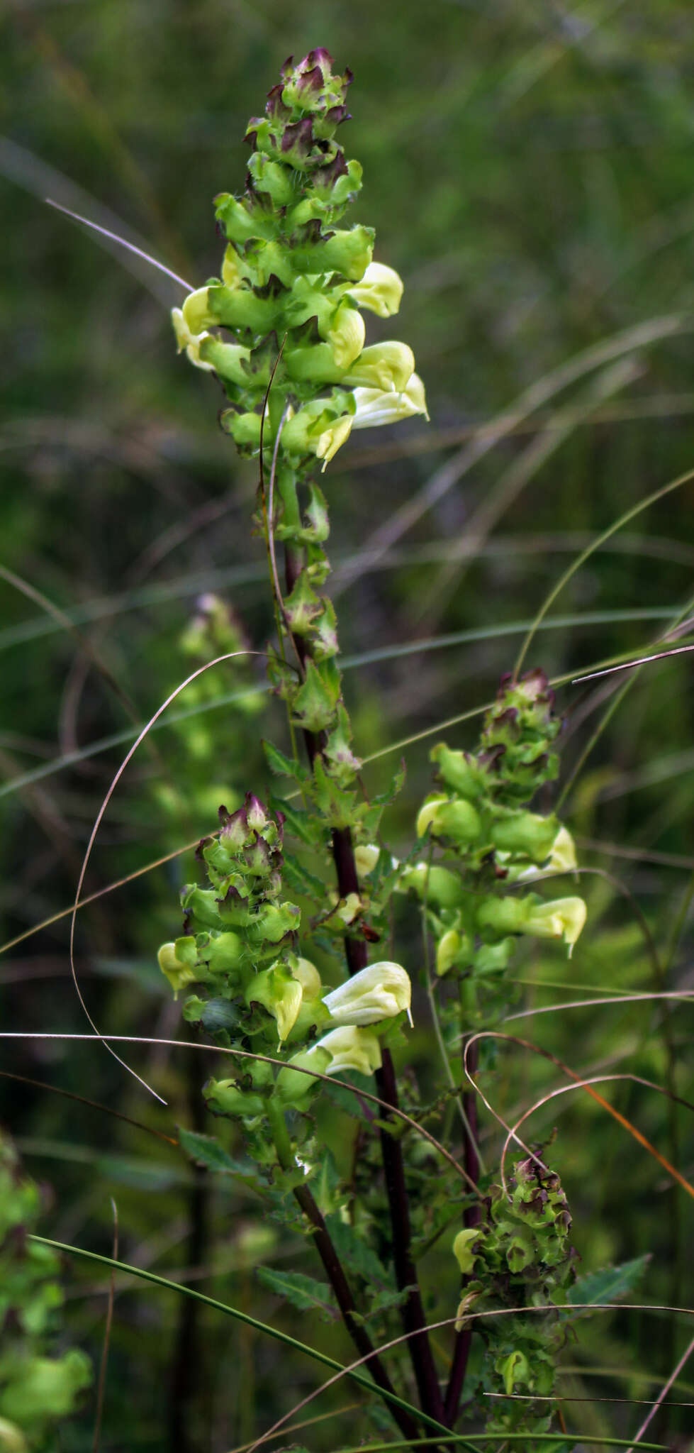 Image of swamp lousewort