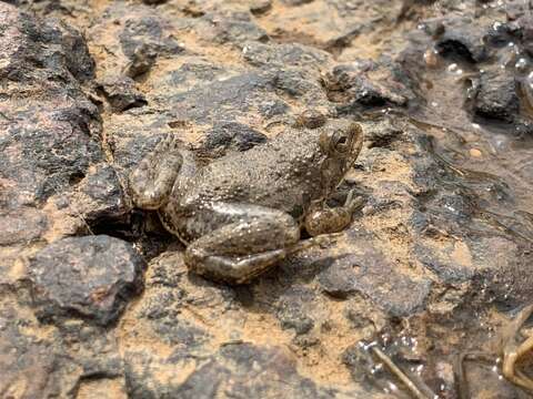 Image of Indian Skipper Frog