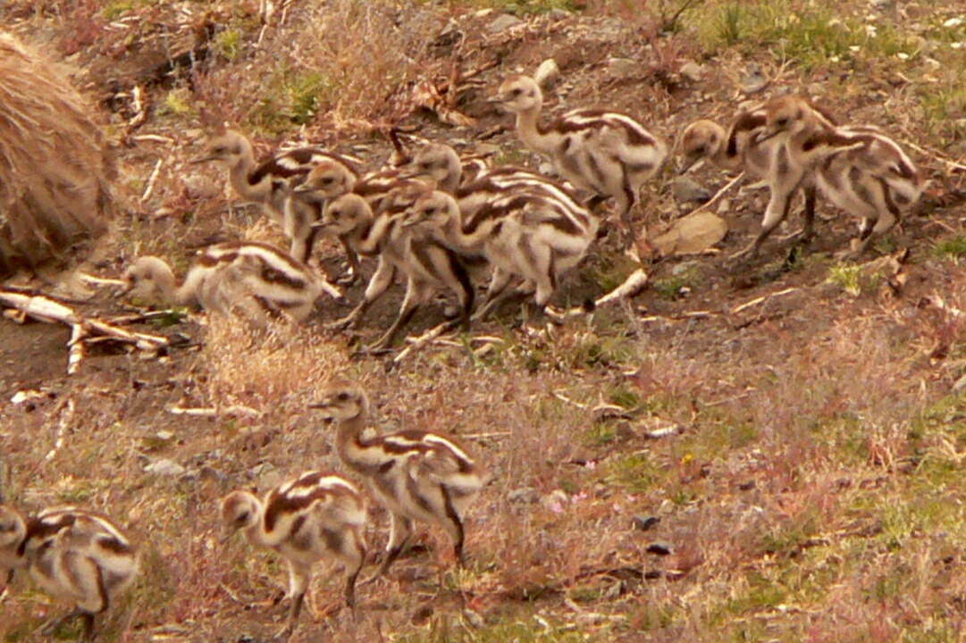 Image of Lesser Rhea