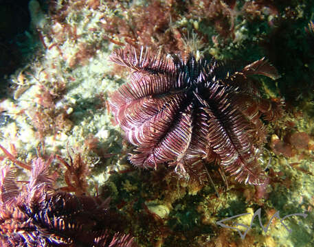 Image of Ptilometridae AH Clark 1914