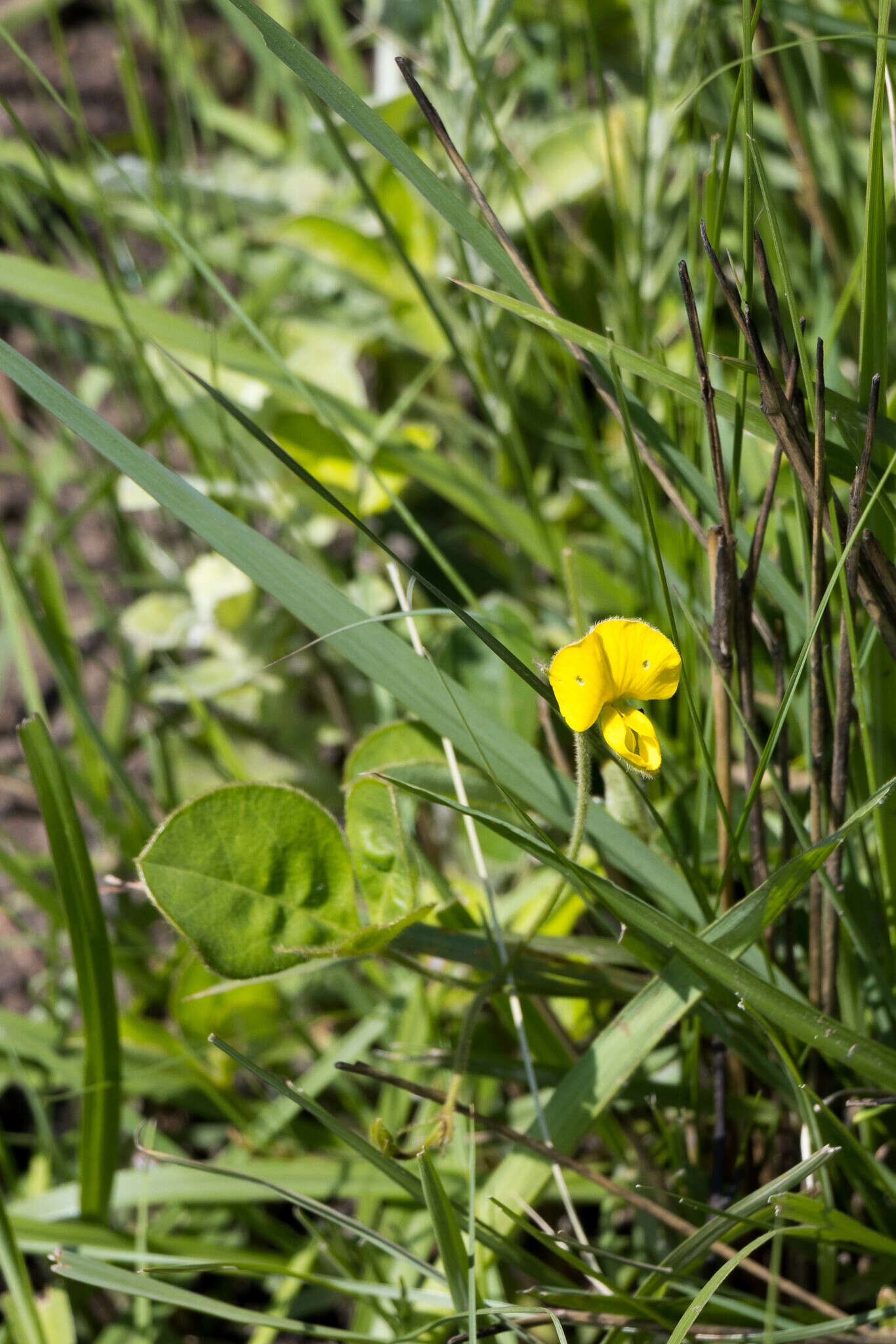 Image of Argyrolobium rotundifolium