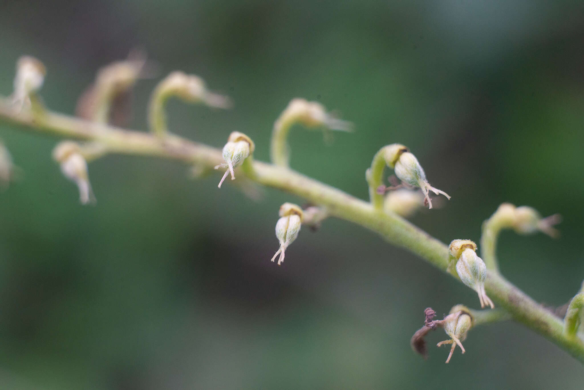 Imagem de Aconitum barbatum Pers.