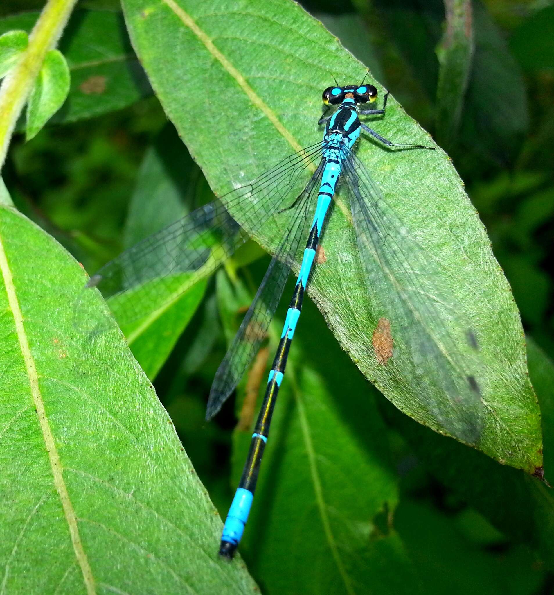 Image of Siberian Bluet