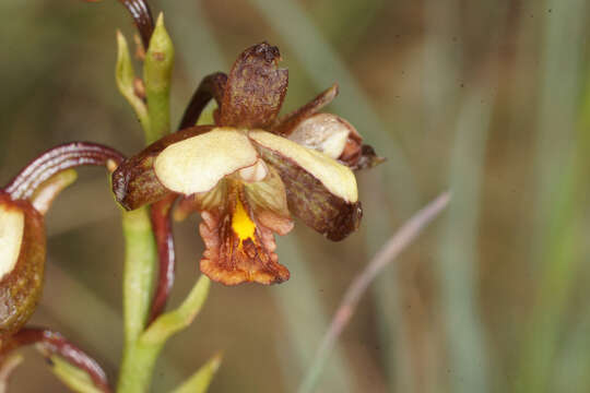 Image de Eulophia tenella Rchb. fil.