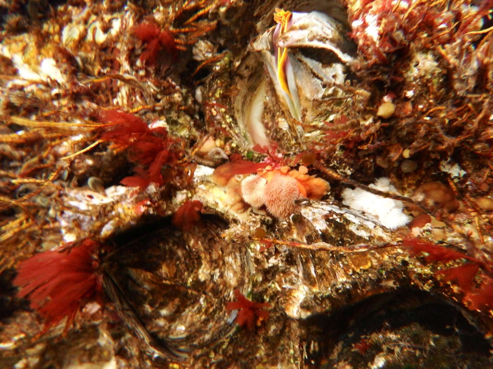 Image of Giant Acorn Barnacle