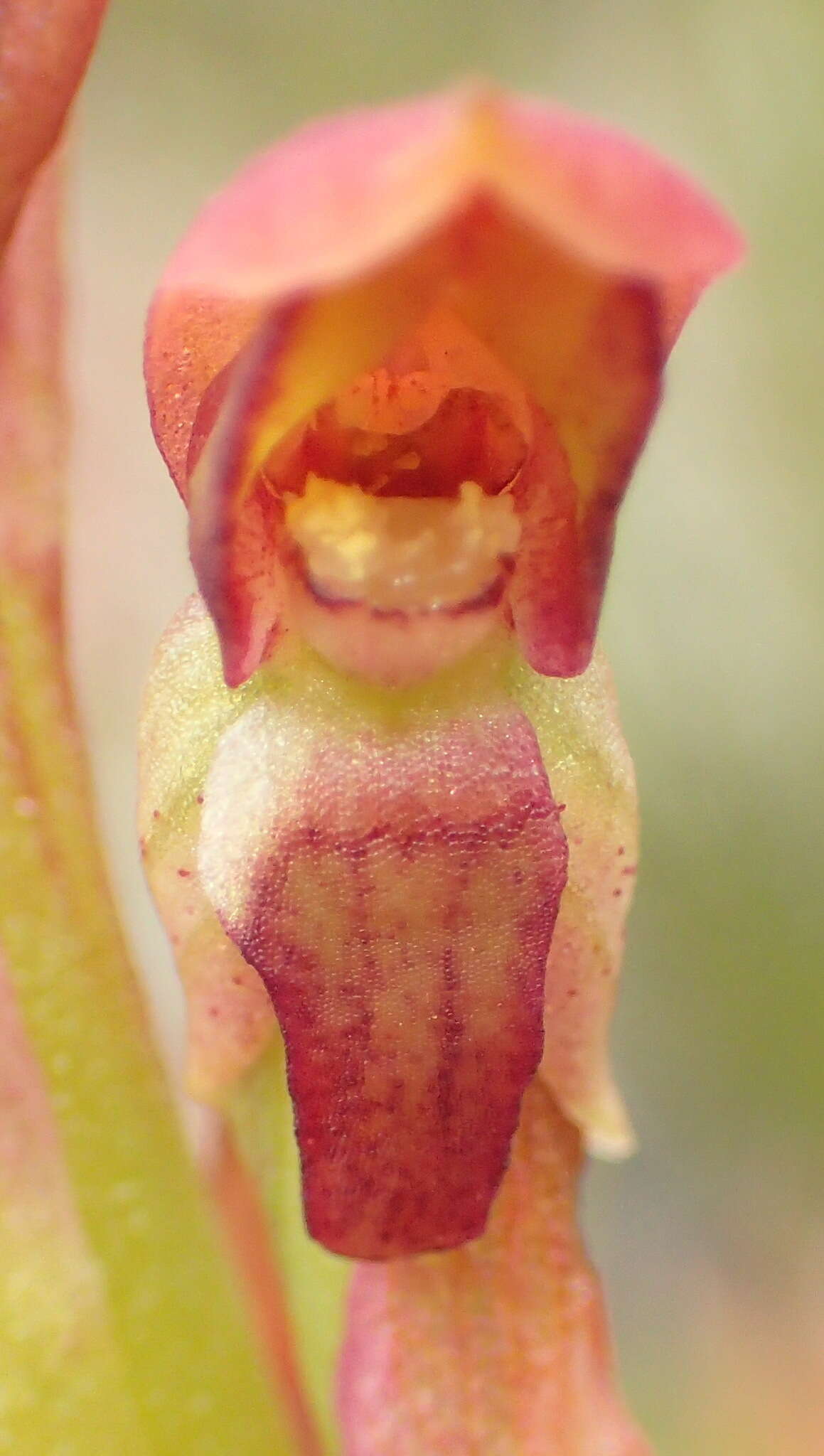 Image of Disa reticulata Bolus