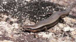 Image of Red-throated Cool-skink