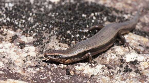 Image of Red-throated Cool-skink