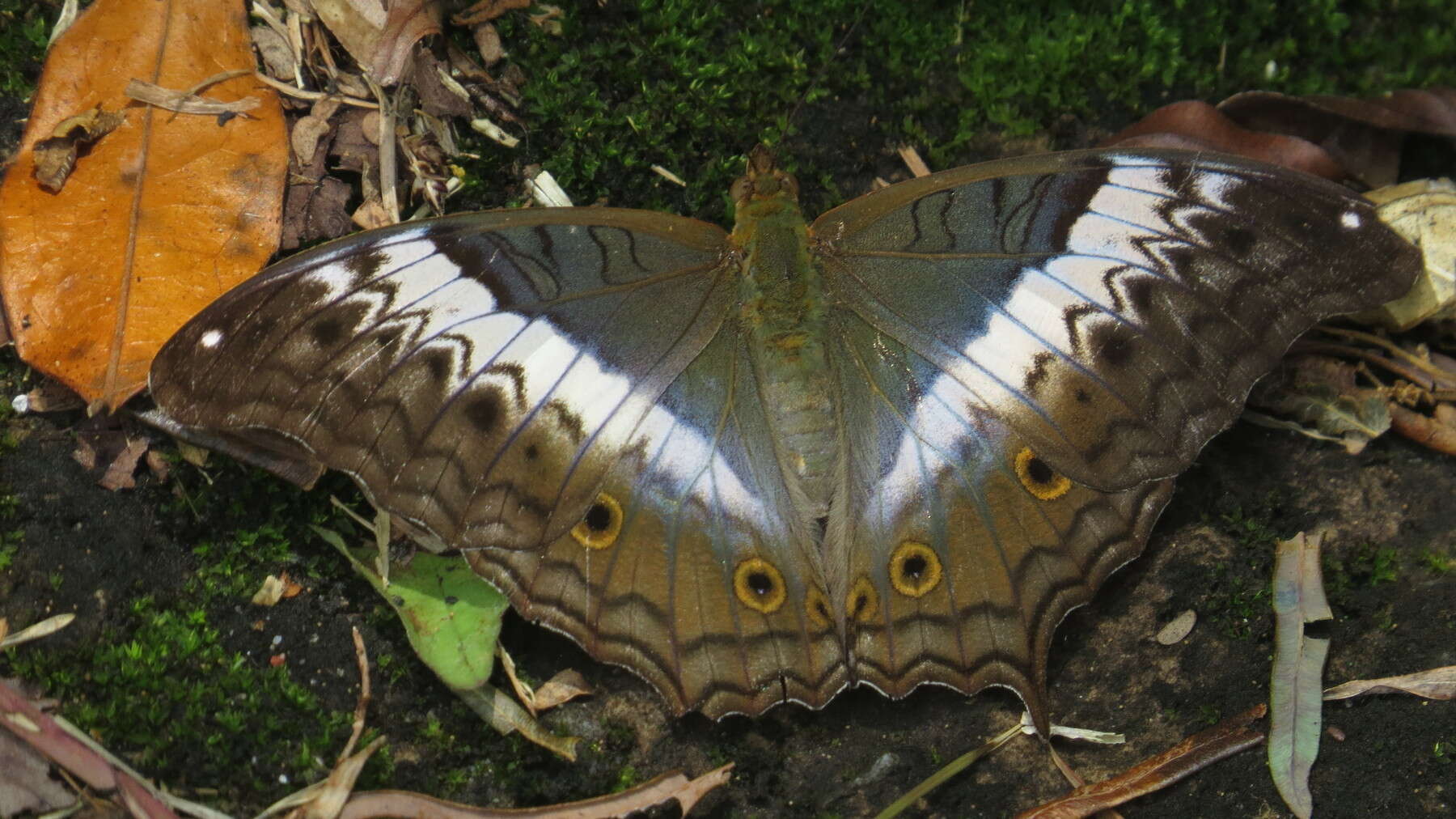 Image de Vindula deione Erichson 1833