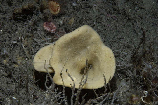 Image of North atlantic cup sponge