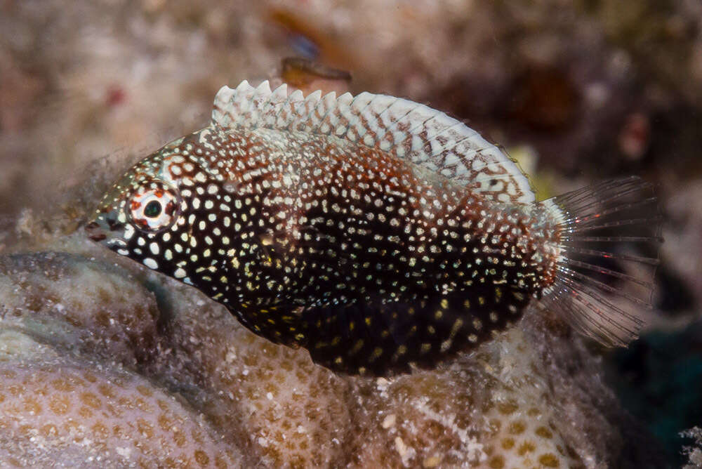 Image of Black leopard wrasse