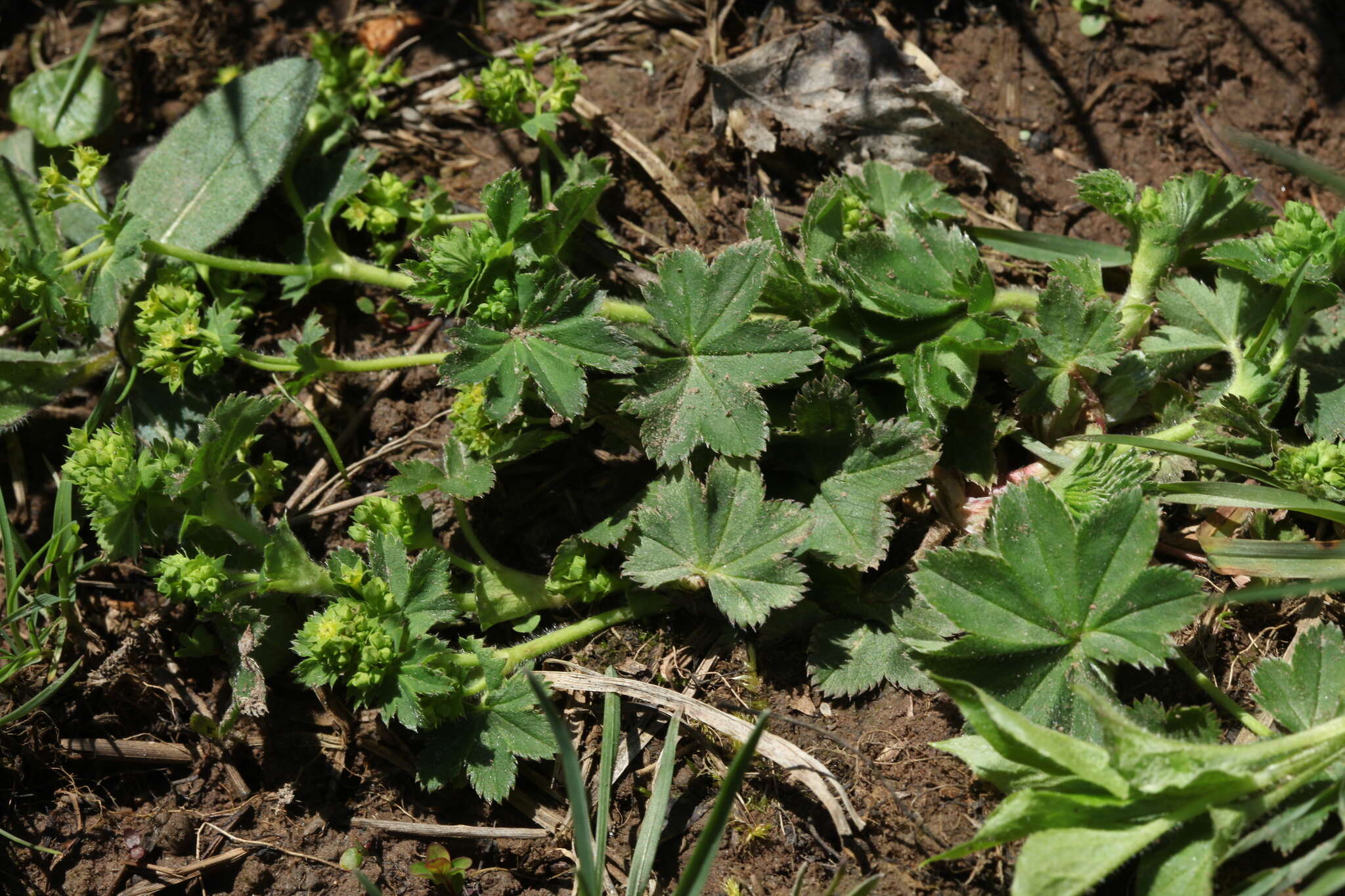 Image of Alchemilla micans Buser