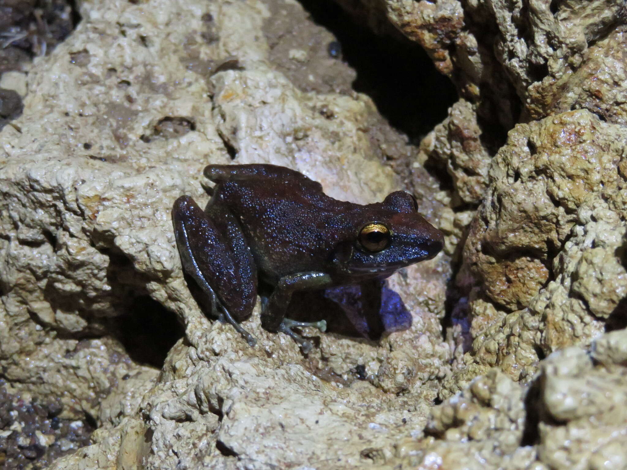 Image of Pristimantis zeuctotylus (Lynch & Hoogmoed 1977)