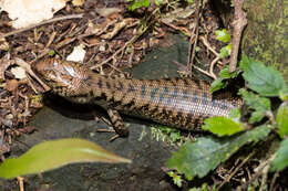 Image of Border Ranges Blue-spectacled