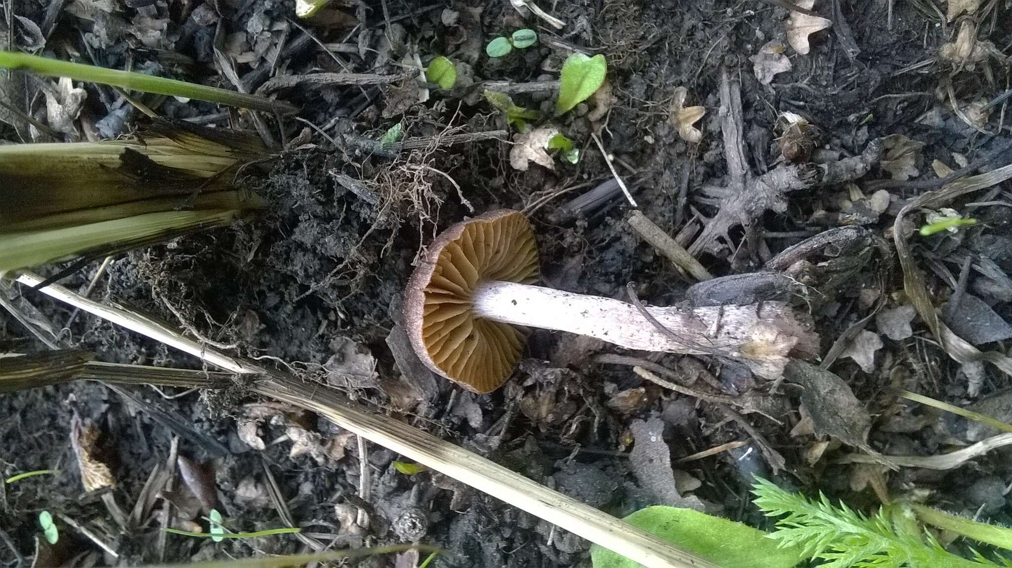 Imagem de Cortinarius vernus H. Lindstr. & Melot 1994