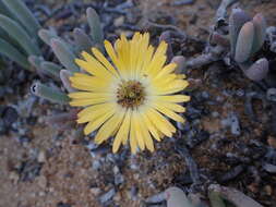 Plancia ëd Cheiridopsis denticulata (Haw.) N. E. Br.