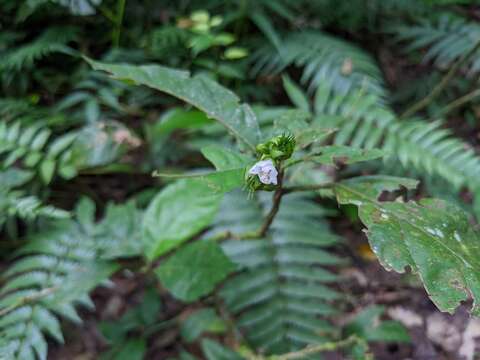 Image de Pavonia fruticosa (Mill.) Fawcett & Rendle