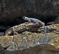 Image of Eritrean Ridgeback Agama