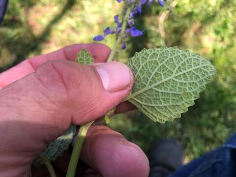 صورة <i>Coleus graveolens</i>