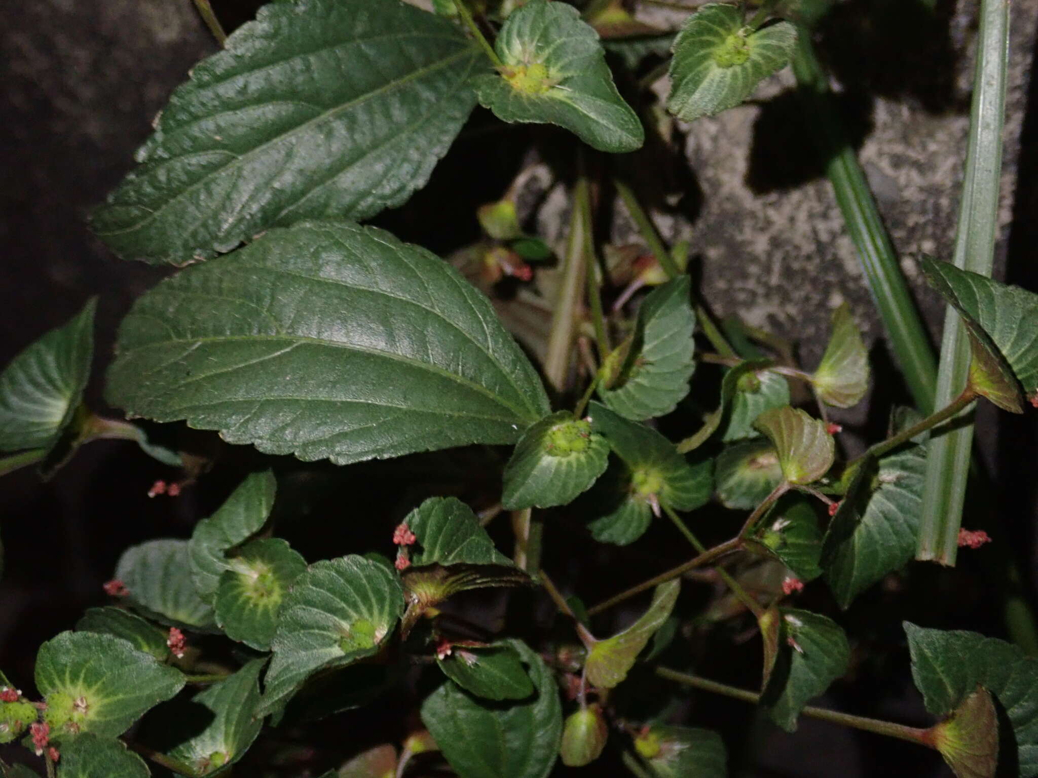 Image of Asian copperleaf