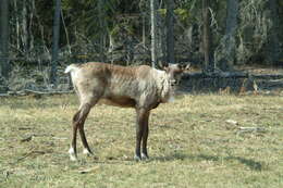 Imagem de Rangifer tarandus caribou (Gmelin 1788)