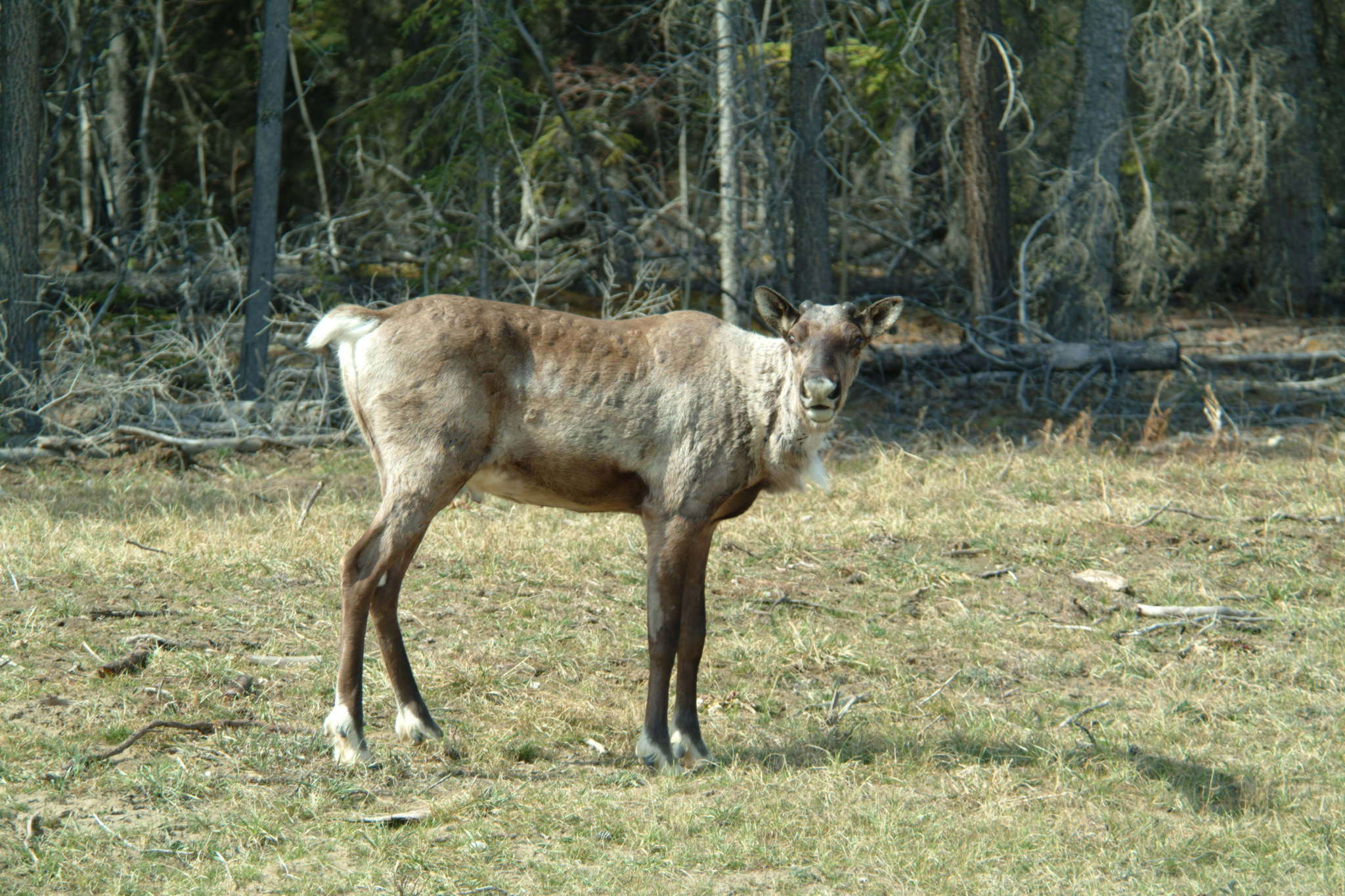 Image of Southern Mountain Caribou DPS