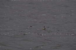 Image of Silvery Grebe