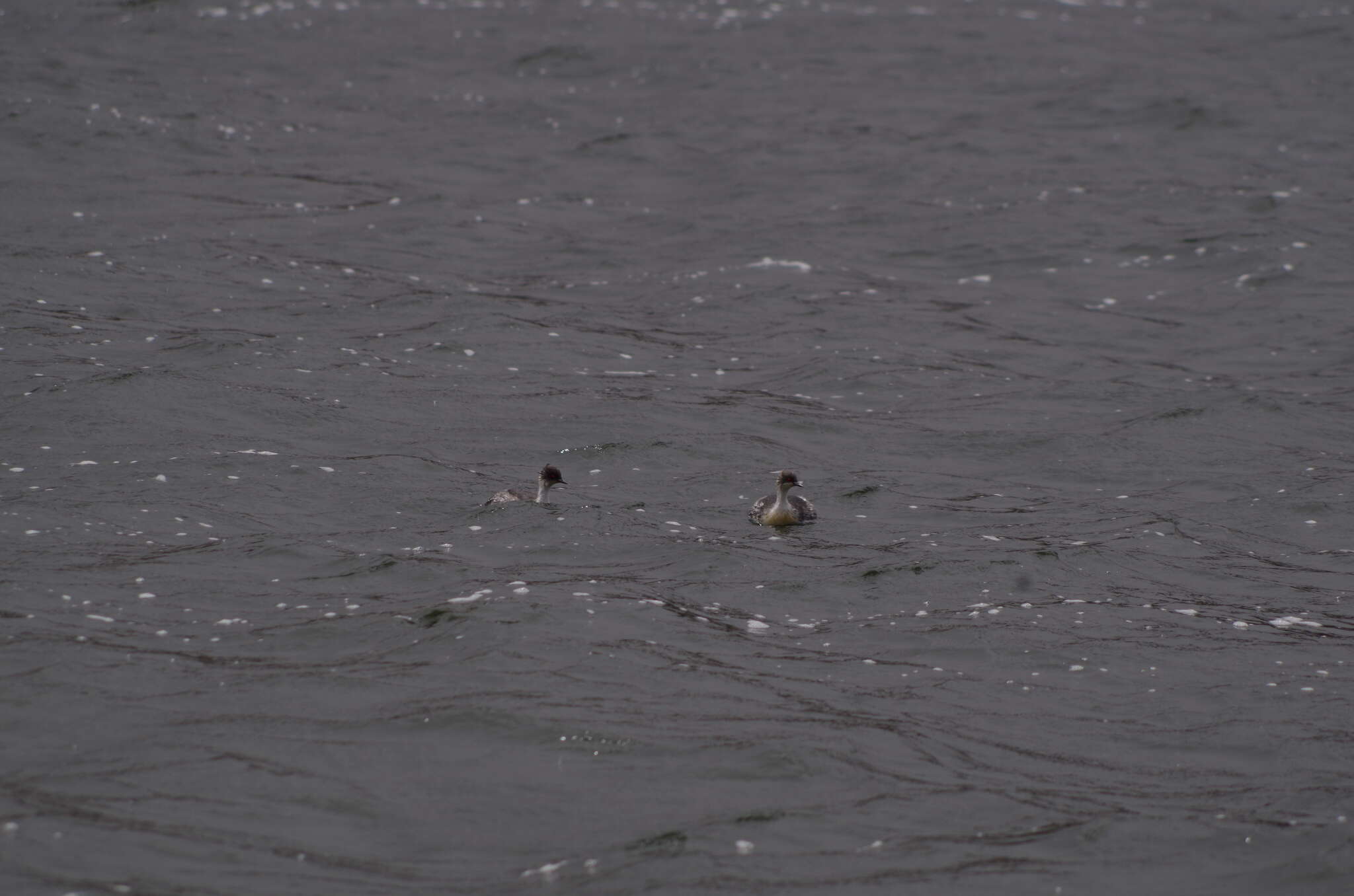 Image of Silvery Grebe