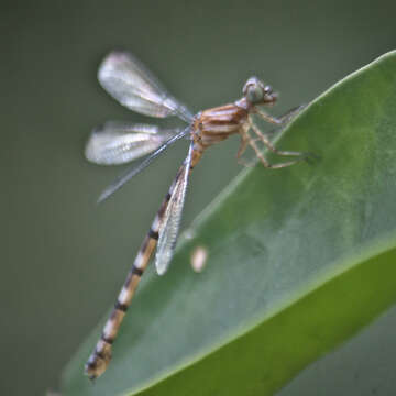 Imagem de Rhinagrion viridatum Fraser 1938