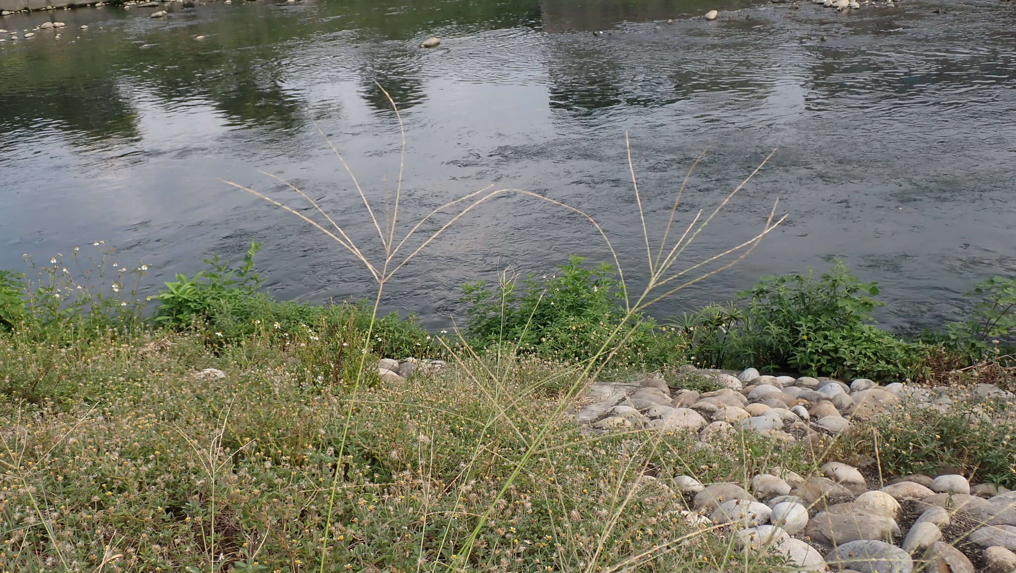 Image of East Indian Crab Grass