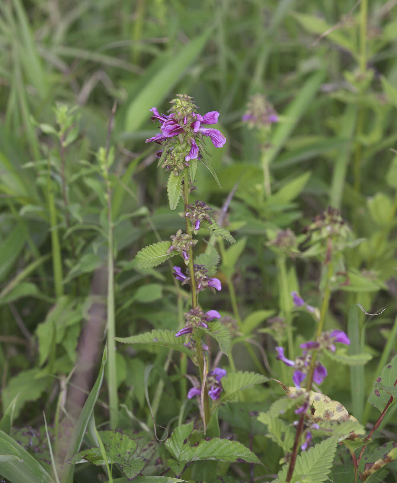 Image of Pedicularis resupinata var. caespitosa Koidz.