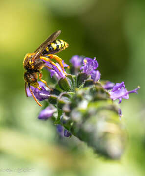 Image of Nomada sexfasciata Panzer 1799