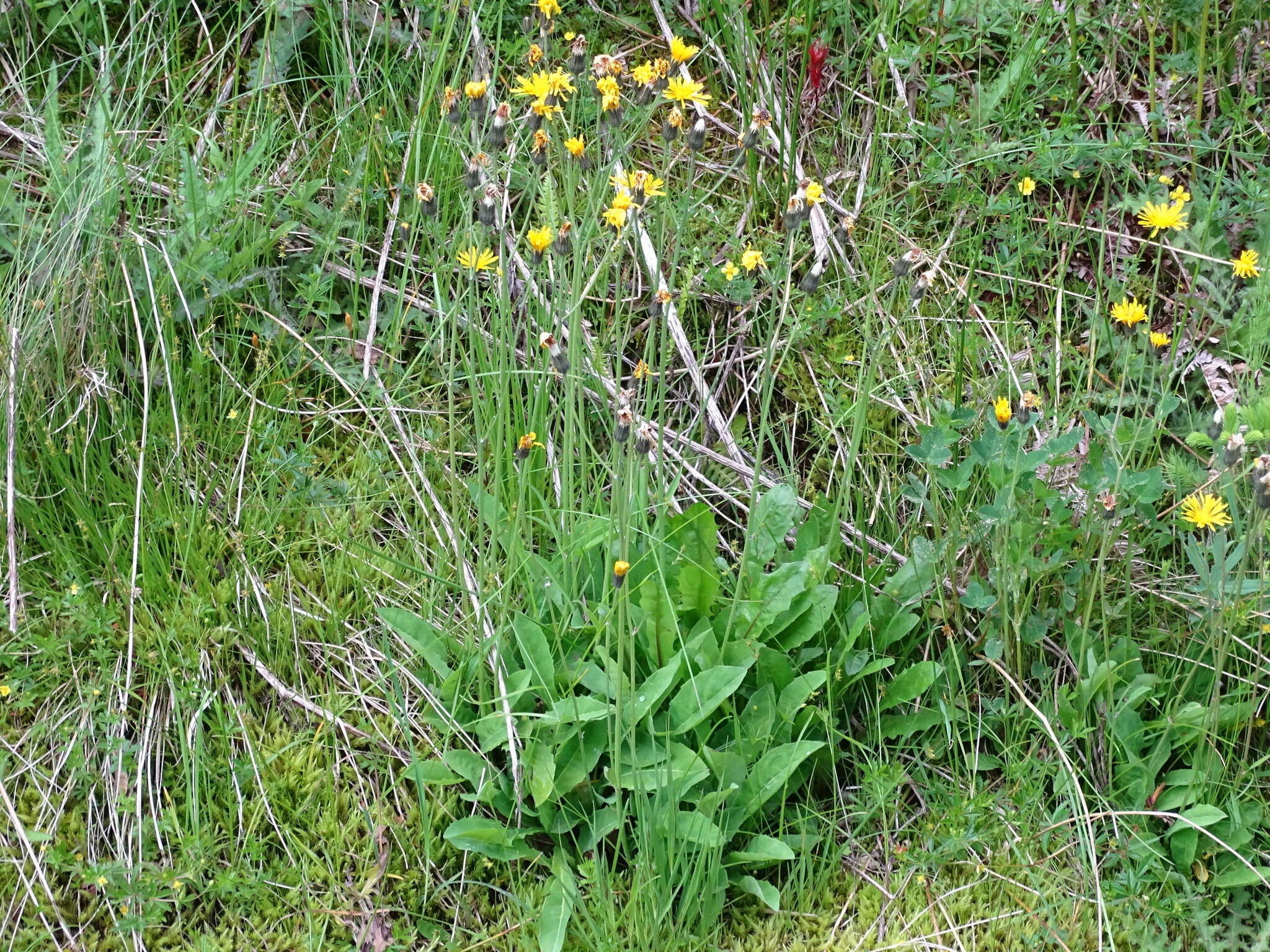 Sivun Willemetia stipitata (Jacq.) Cass. kuva