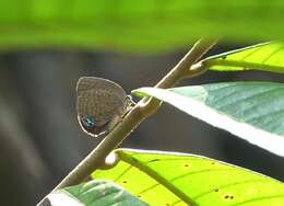 Image of Arhopala epimuta (Moore 1857)