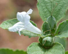 Plancia ëd Ruellia patula Jacq.