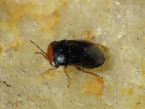 Image of Geocoris (Piocoris) erythrocephala (Lepelitier & Serville 1825)