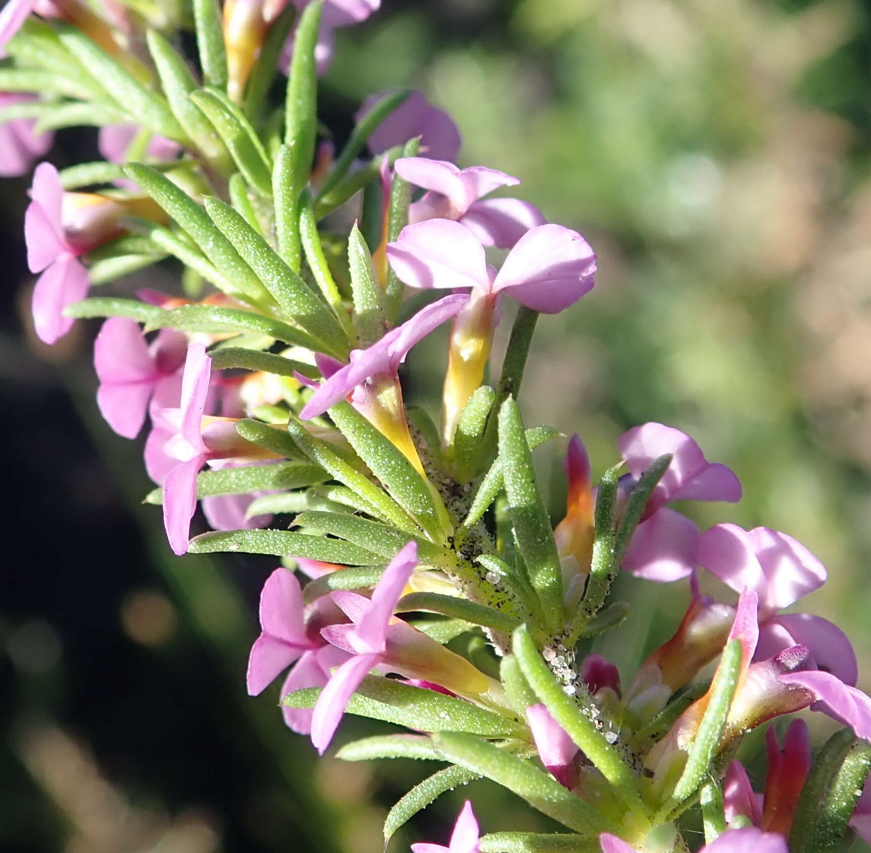 Image of Muraltia satureioides Burch. ex DC.