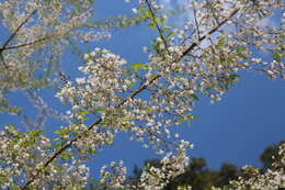 Imagem de Prunus spachiana (Lavallee ex H. Otto) Kitamura